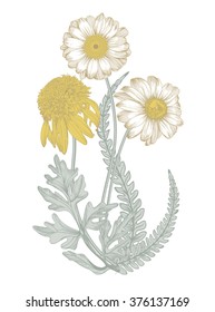 Isolated image of a field  flowers in 
vintage style
