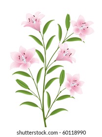 Isolated image of a flowers. Vector illustration.