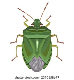 Isolated image of a green stink bug on a white background