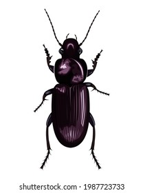 isolated image of ground beetle (Carabus) on white background