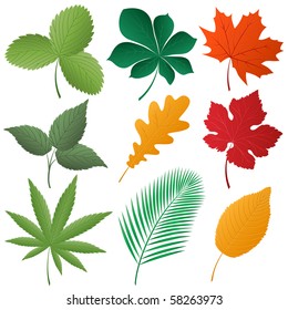 Isolated image of a leaves. Vector illustration.