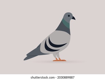 An isolated image of a pigeon, wildlife, urban birds