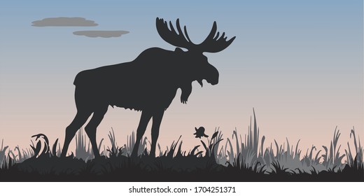  isolated image of a powerful moose standing, black silhouette against the morning sky,