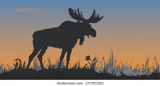  isolated image of a powerful moose standing, black silhouette , against the evening sky