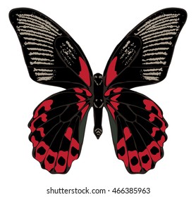 Isolated image Red Mormon butterfly on a white background.Vector illustration.
