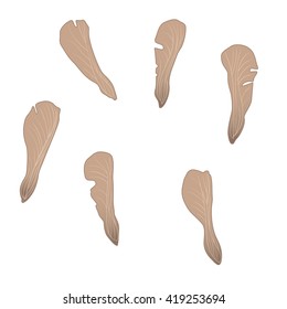 Isolated image of a seed pod from Maple tree. 