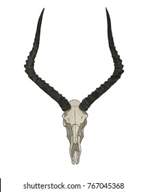 isolated impala skull