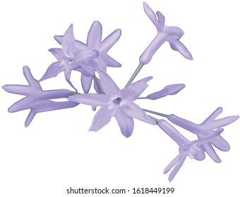 Isolated inflorescence of wild plant. Background, illustration or digital paper with spring design. EPS 8 vector