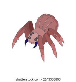 Isolated insect spider animated animals jungle vector illustration