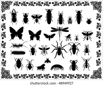 Isolated insects in the beautiful frame