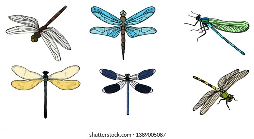 isolated, insects dragonflies, collection set