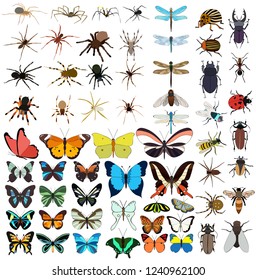 isolated insects set