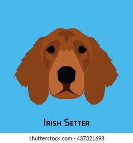 Isolated Irish Setter on a blue background