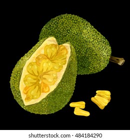 Isolated jackfruit. realistic vector object. Exotic fruit