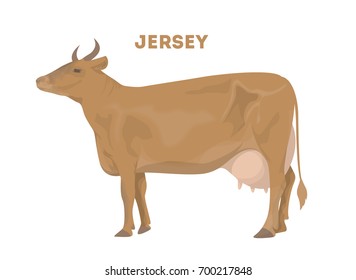 Isolated jersey cow on white background. Farm animal for food and drink.