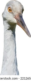 Isolated Juvenile Sandhill Crane (Antigone canadensis) Bird Close Up 