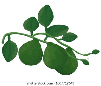 isolated kaffir lime on white background vector design