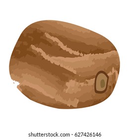 Isolated kiwi on a white background, Vector illustration