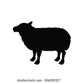 Isolated lamb animal design