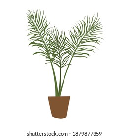 isolated large indoor plant in a pot