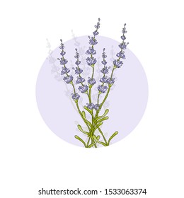 Isolated lavender flower bouguet. Silhouette purple floral icon. Vector Illustration