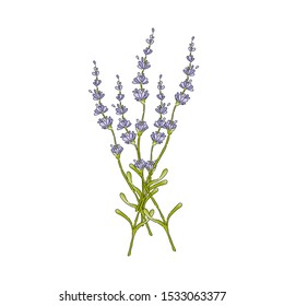 Isolated lavender flower bouguet. Silhouette floral icon. Vector Illustration