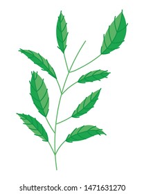 Isolated leaf design vector illustration