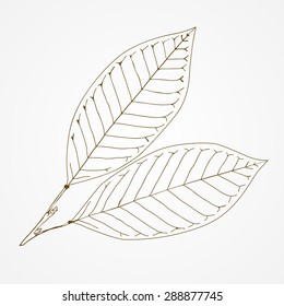 Isolated Leaf Drawing | EPS10 Vector
