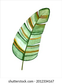 Isolated leave Banana leaf watercolor tropical, hand drawing, stylized, isolated.