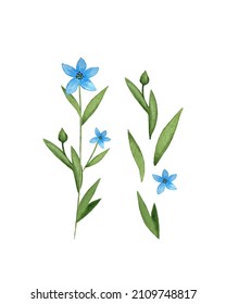 Isolated leave Flax Linum blue flax flower watercolor. Set of individual elements. Isolated, white background. Watercolor vector illustration. Vector illustration