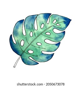 Isolated leave Monstera leaf decor watercolor, isolated, white background.