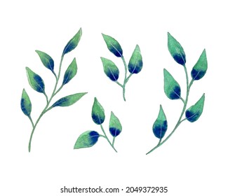 Isolated leave, set leaf botanical watercolor, hand drawing, leaves branches, design elements, isolated, white background.