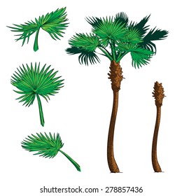 Isolated leaves of 3 various shapes and trunk  for creating customized Sabal palm tree. EPS10 vector illustration.