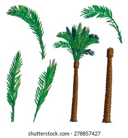 Isolated leaves of 4 various shapes and trunk  for creating customized Date palm tree. EPS10 vector illustration.