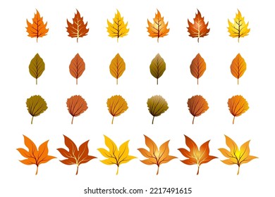 Isolated leaves. Collection of multicolored fallen autumn leaves isolated on white background

