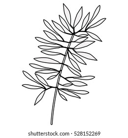 Isolated leaves decoration design