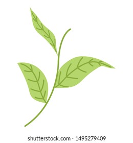 Isolated leaves design vector illustration