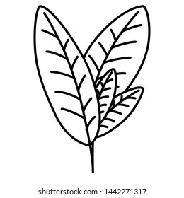 Isolated leaves design vector illustrator