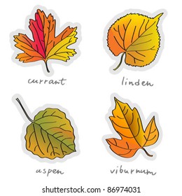 Isolated leaves on a white background, vector illustration