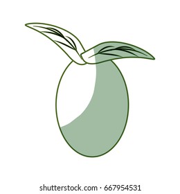 isolated leaves tomato fruit