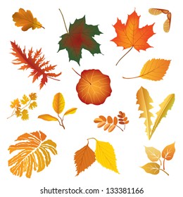 Isolated leaves vector set. autumn nature decor.
