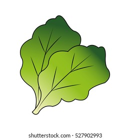 Isolated lettuce design