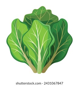 Isolated Lettuce Leaf Vector Illustration