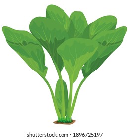 isolated Lettuce plant on white background vector design