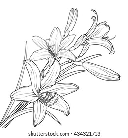 Isolated lily flowers bouquet. Blooming and buds on stem with leaves. Black and white vector outline sketch.