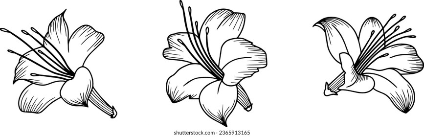 Isolated lily flowers contour set views. Botanical arts. Hand-drawn line drawing of floral elements for wedding invitation cards.