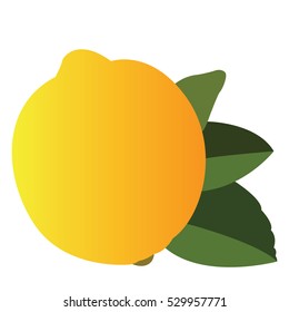 Isolated lima on a white background, Vector illustration
