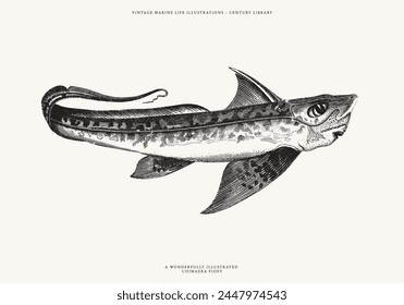 Isolated Line Art Illustration of a Chimaera Fish