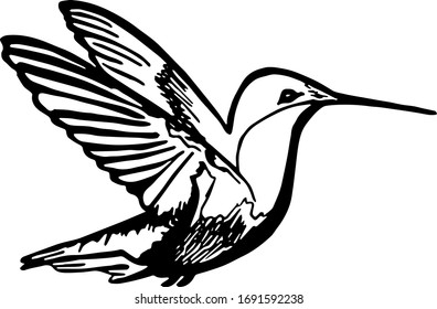 Isolated Line art vector illustration of Hummingbird / Colibri. Exotic bird coloring page. Bird stamp.