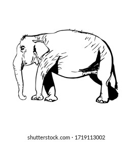 isolated linear elephant on white background realistic sketch